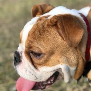 Meet your Posher, Irma